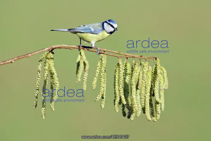: Blue Tit - on flowering hazel branch : Blue Tit - on flowering hazel branch