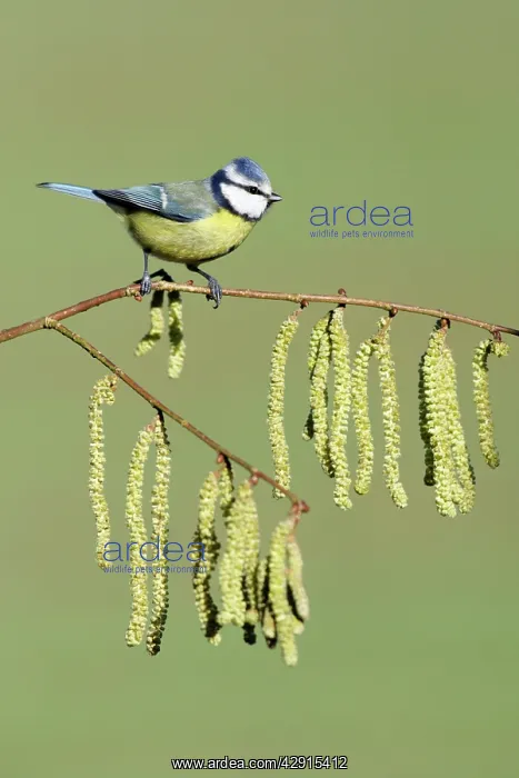 : Blue Tit - on flowering hazel branch : Blue Tit - on flowering hazel branch