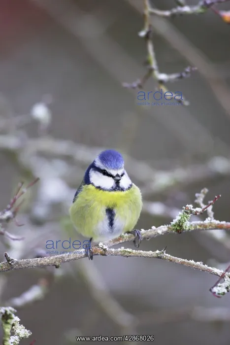 : Blue Tit - in frosty bush : Blue Tit - in frosty bush