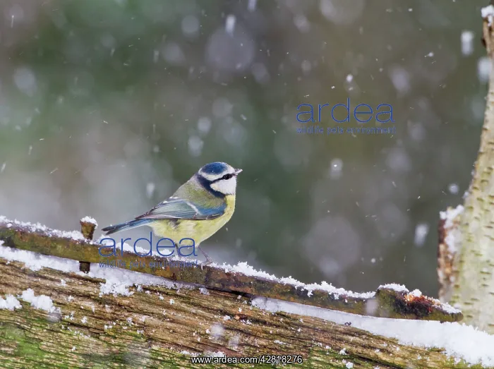 : Blue Tit - on gate in falling snow : Blue Tit - on gate in falling snow