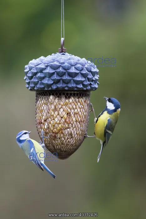 : Blue Tit and Great Tit - at a bird feeder - Germany : Blue Tit and Great Tit - at a bird feeder - Germany
