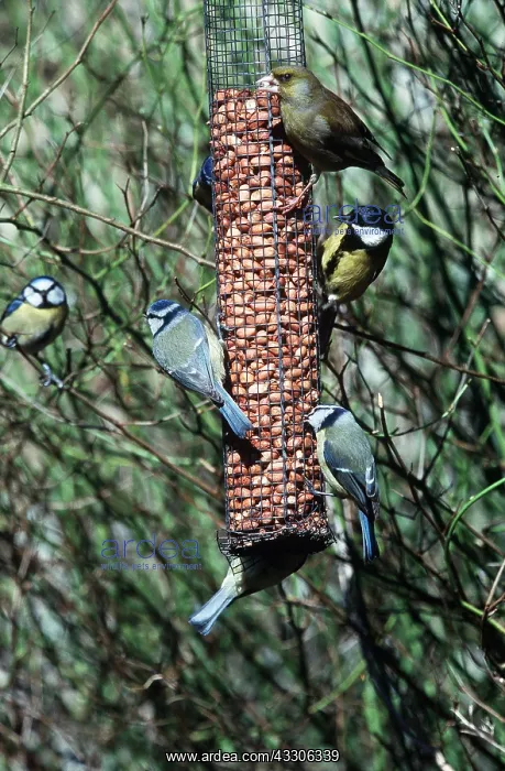 : BLUE TIT, Great Tit and Greenfinch on nut feeder : BLUE TIT, Great Tit and Greenfinch on nut feeder