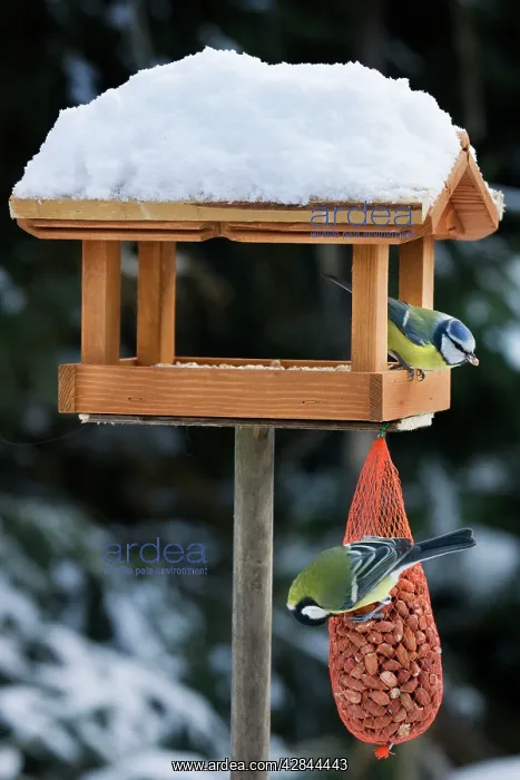 : Blue Tit and Great Tit (Parus major) at bird feeding : Blue Tit and Great Tit (Parus major) at bird feeding