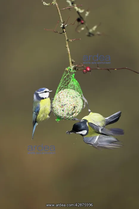 : Blue Tit with Great Tit (Parus major) - On fat ball feeder : Blue Tit with Great Tit (Parus major) - On fat ball feeder