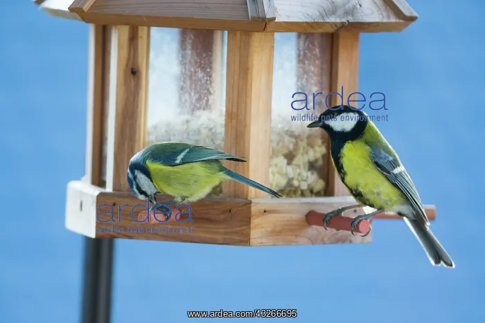 : Blue Tit and Great Tit, (Parus major) at feeding : Blue Tit and Great Tit, (Parus major) at feeding
