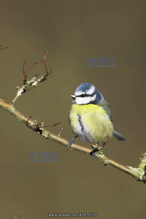: Blue Tit - in hawthorn bush : Blue Tit - in hawthorn bush