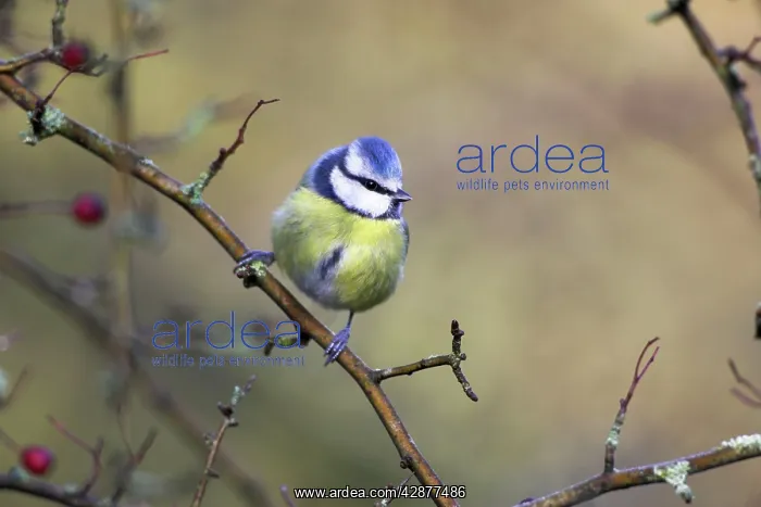 : Blue Tit - In hawthorne bush : Blue Tit - In hawthorne bush