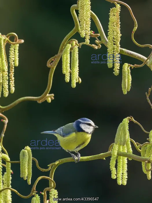: Blue Tit on hazel catkins : Blue Tit on hazel catkins