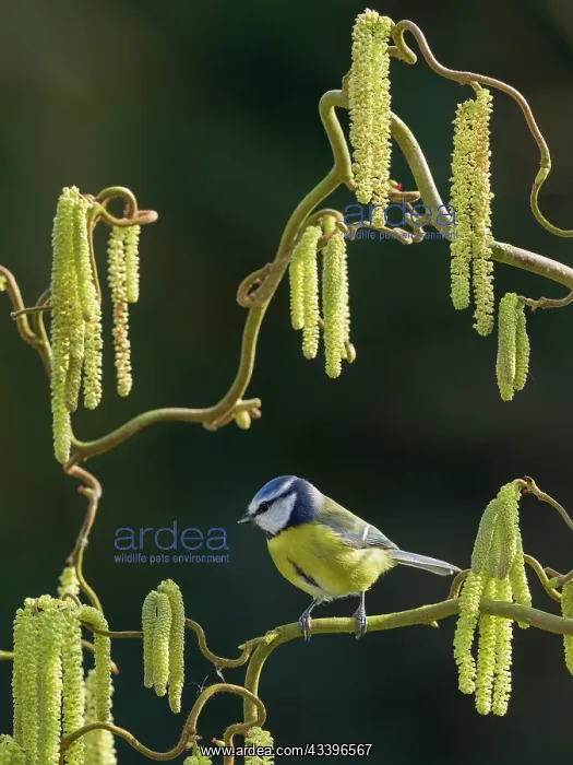 : Blue Tit on hazel catkins : Blue Tit on hazel catkins