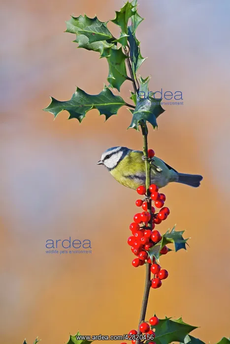 : Blue Tit - on Holly in Autumn : Blue Tit - on Holly in Autumn