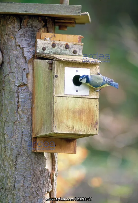 : Blue Tit - inspecting nesting box : Blue Tit - inspecting nesting box