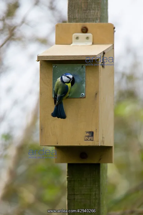 : Blue tit - inspecting RSPB nestbox : Blue tit - inspecting RSPB nestbox