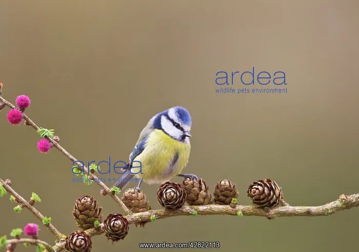 : Blue Tit - on larch : Blue Tit - on larch
