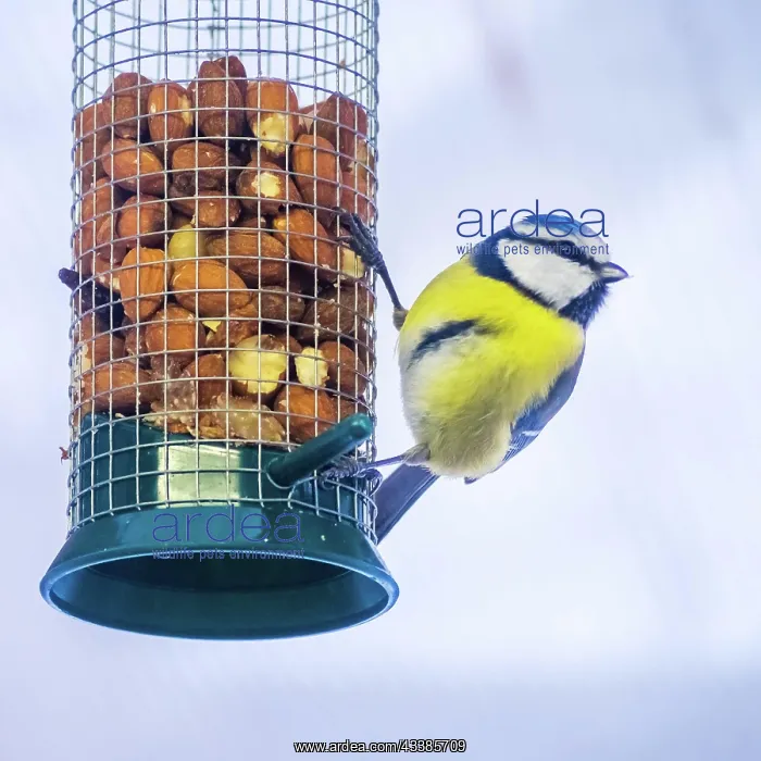 : Blue tit looking for nuts : Blue tit looking for nuts