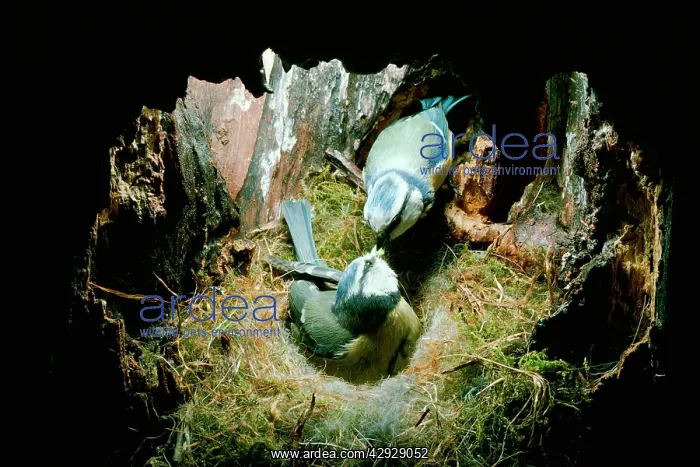 : Blue Tit - male feeding female in nest hole : Blue Tit - male feeding female in nest hole