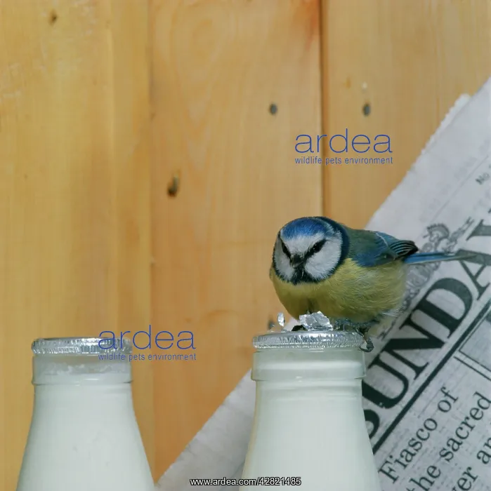 : Blue TIT - at milk bottle : Blue TIT - at milk bottle