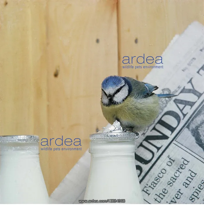 : BLUE TIT - on milk bottle : BLUE TIT - on milk bottle