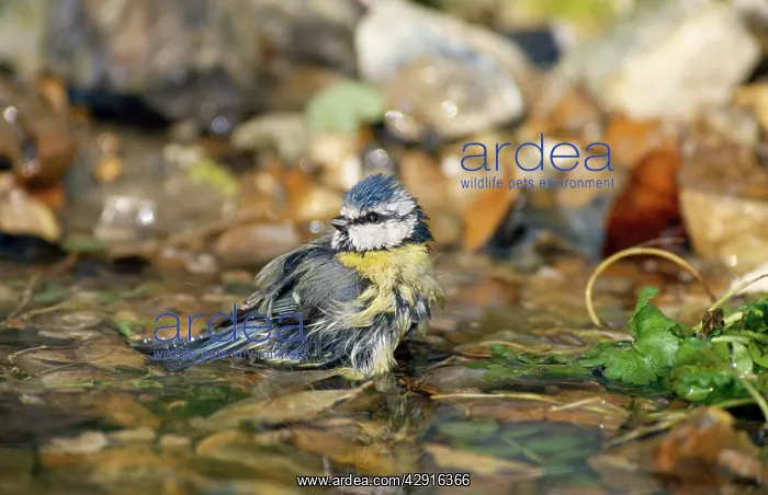 : BLUE TIT -NEAR WATER : BLUE TIT -NEAR WATER