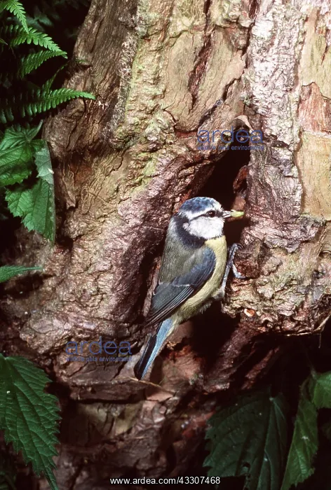 : BLUE TIT - At nest : BLUE TIT - At nest