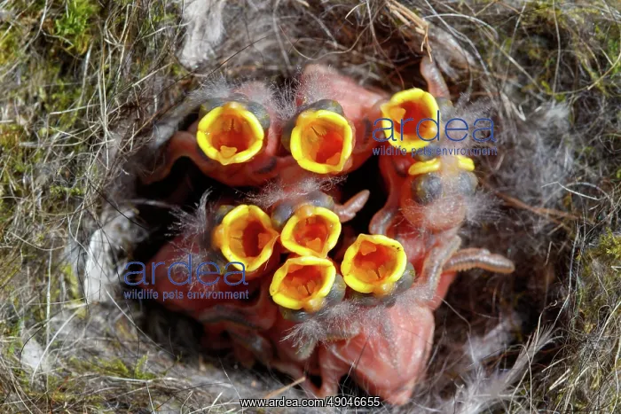 : BLUE TIT IN THE NEST : BLUE TIT IN THE NEST