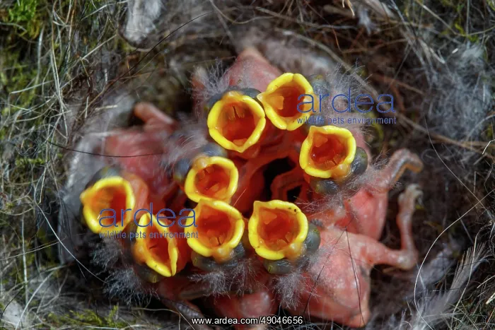 : BLUE TIT IN THE NEST : BLUE TIT IN THE NEST
