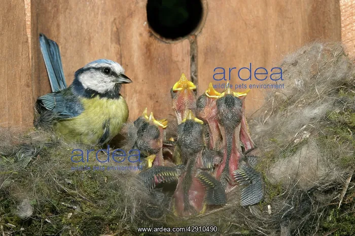 : Blue Tit - at nest in nestbox with young : Blue Tit - at nest in nestbox with young
