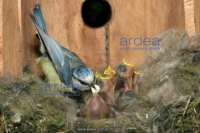 : Blue Tit - at nest with young, removing faecal : Blue Tit - at nest with young, removing faecal