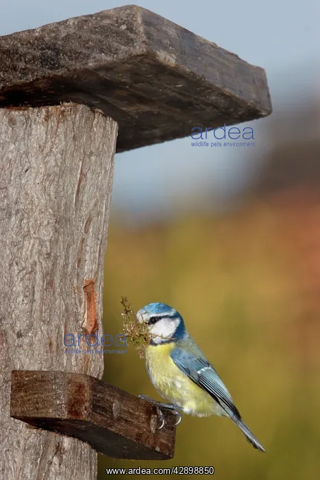 : Blue Tit - with nesting material in mouth : Blue Tit - with nesting material in mouth