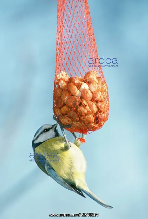 : BLUE TIT - ON NUT FEEDER : BLUE TIT - ON NUT FEEDER