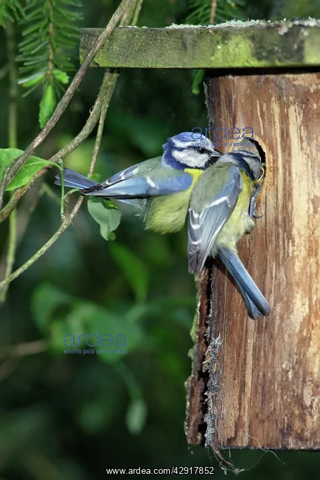 : Blue Tit - pair at nest box entrance : Blue Tit - pair at nest box entrance