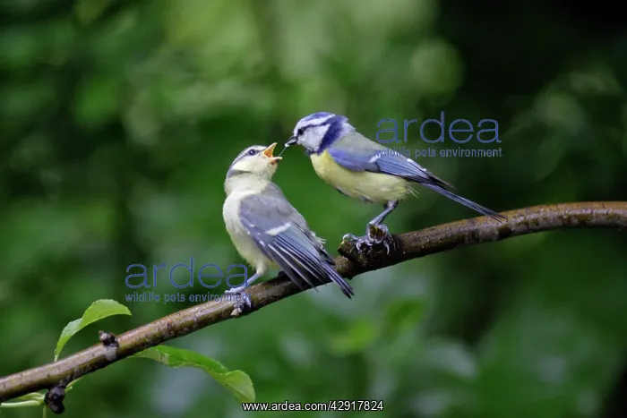 : Blue Tit - parent bird feeding fledgling : Blue Tit - parent bird feeding fledgling