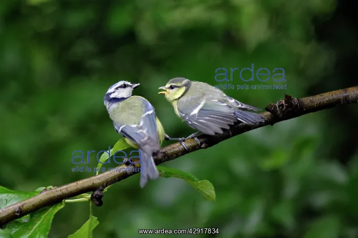: Blue Tit - parent bird feeding fledgling : Blue Tit - parent bird feeding fledgling