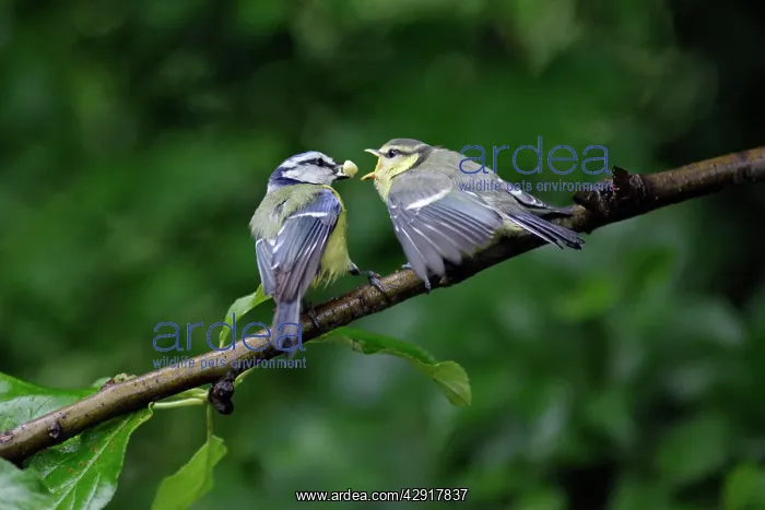 : Blue Tit - parent bird feeding fledgling : Blue Tit - parent bird feeding fledgling
