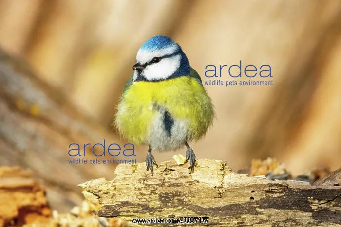 : Blue Tit (parus caeeruleus) Germany : Blue Tit (parus caeeruleus) Germany