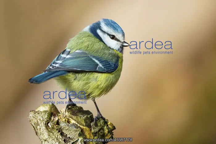 : Blue Tit (parus caeeruleus) Germany : Blue Tit (parus caeeruleus) Germany