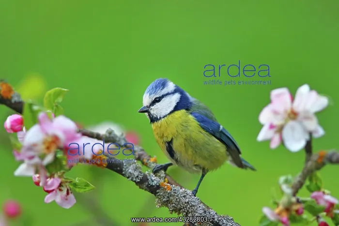 : Blue Tit (Parus caeruelus) on a flowering apple : Blue Tit (Parus caeruelus) on a flowering apple