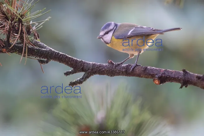 : Blue Tit (Parus caerulea), Emsland, Lower Saxony : Blue Tit (Parus caerulea), Emsland, Lower Saxony