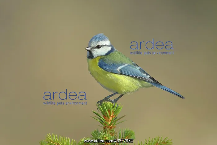 : Blue tit (Parus caerulea) sitting on young spruce : Blue tit (Parus caerulea) sitting on young spruce