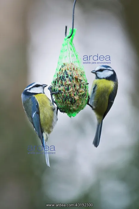 : Blue Tit (Parus caerulea) at the Tit Dumpling, Emsland : Blue Tit (Parus caerulea) at the Tit Dumpling, Emsland