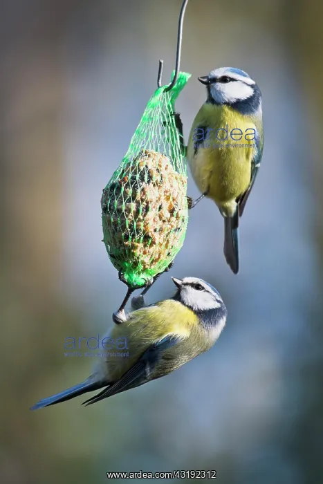 : Blue Tit (Parus caerulea) at the Tit Dumpling, Emsland : Blue Tit (Parus caerulea) at the Tit Dumpling, Emsland