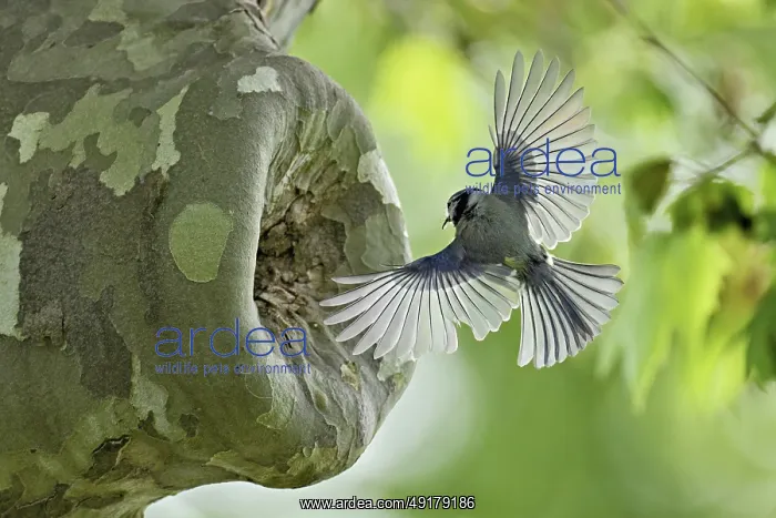 : Blue tit (Parus caeruleus), approaching the breeding den : Blue tit (Parus caeruleus), approaching the breeding den