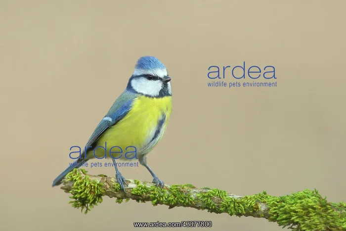 : Blue tit (Parus caeruleus) on a branch covered with : Blue tit (Parus caeruleus) on a branch covered with