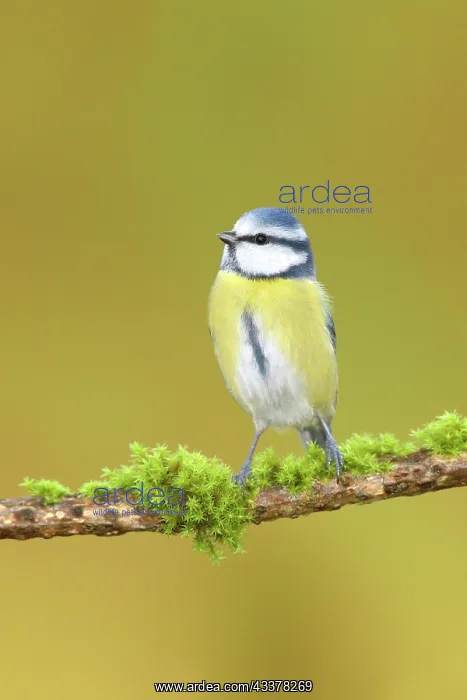 : Blue tit (Parus caeruleus) on a branch covered with : Blue tit (Parus caeruleus) on a branch covered with