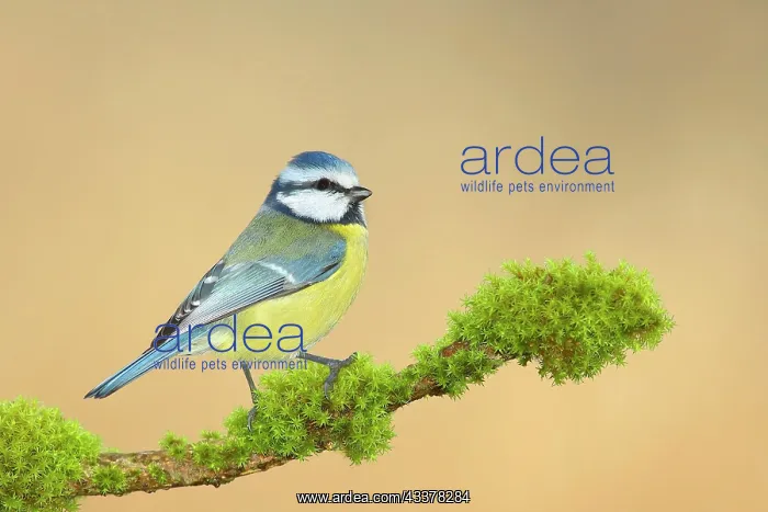 : Blue tit (Parus caeruleus) on a branch covered with : Blue tit (Parus caeruleus) on a branch covered with