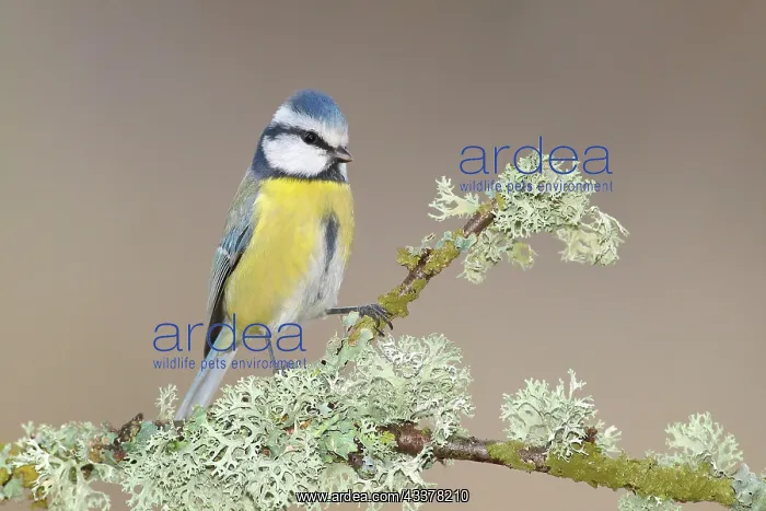 : Blue tit (Parus caeruleus) on a branch overgrown : Blue tit (Parus caeruleus) on a branch overgrown