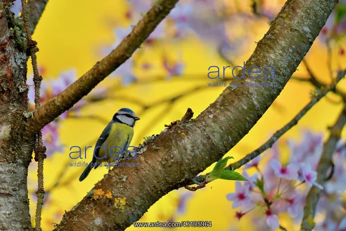 : Blue tit (Parus caeruleus) on a cherry branch, Burgundy : Blue tit (Parus caeruleus) on a cherry branch, Burgundy
