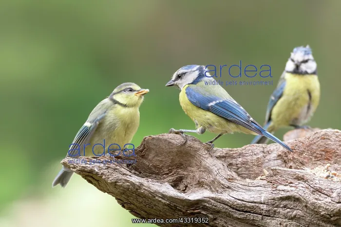 : Blue tit (Parus caeruleus) (Cyanistes caeruleus) : Blue tit (Parus caeruleus) (Cyanistes caeruleus)