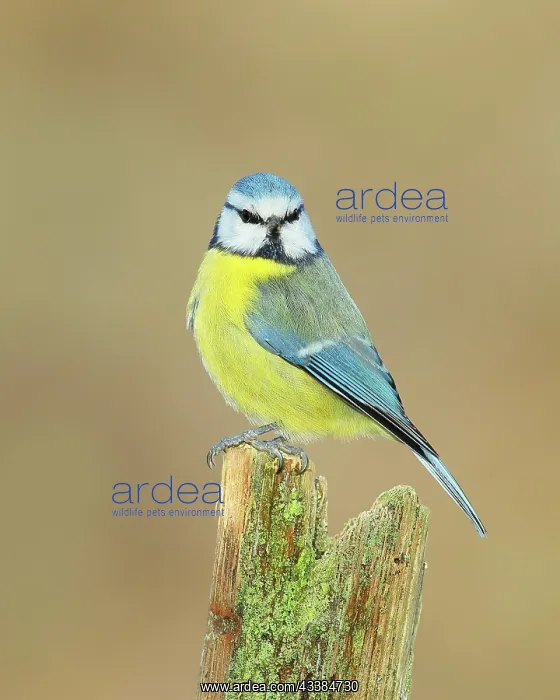 : Blue tit (Parus caeruleus), direct view, perched : Blue tit (Parus caeruleus), direct view, perched