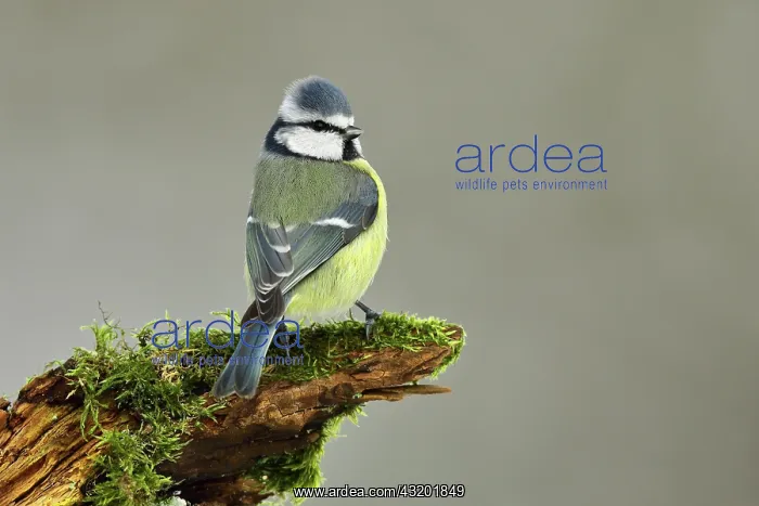  : Blue tit (Parus caeruleus), dorsal view, sitting