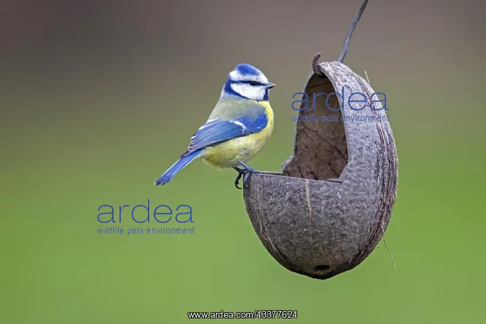  : Blue tit (Parus caeruleus) eating fat, nuts and